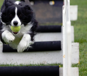 flyball