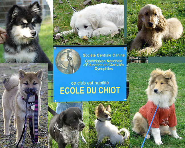 Ecole du chiot - CEC HABSHEIM Ecole du chiot - CEC HABSHEIM